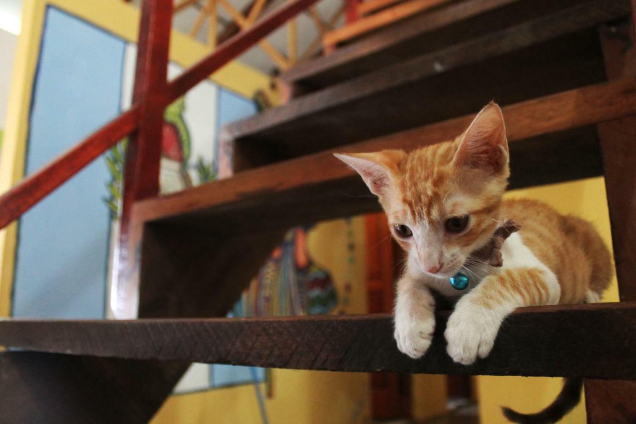 Ciao Cacao Hostel & Vegan Cafe Flores Εξωτερικό φωτογραφία